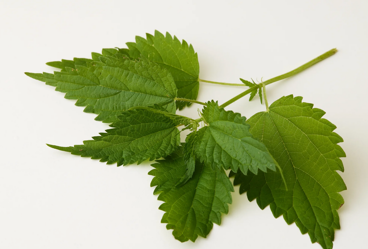 Under Luna - Tulsi Bloom Conditioner